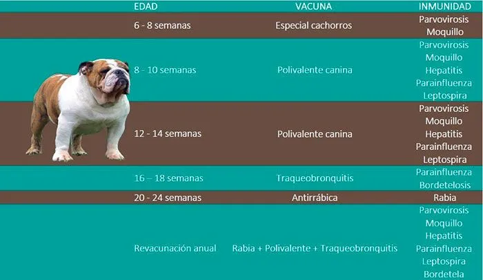 Calendario de vacunas | Vacunas para perros Calendario de vacunas | Vacunas para perros