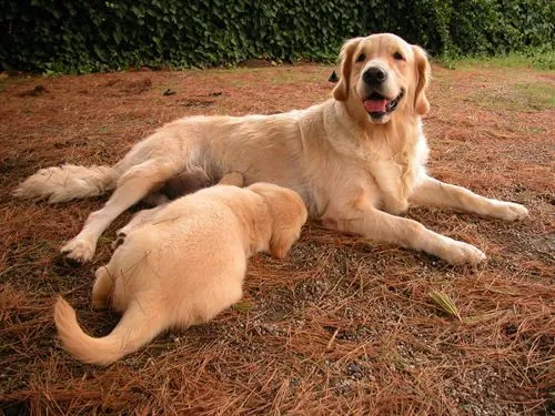 El calentamiento global podría encoger a los mamíferos carní