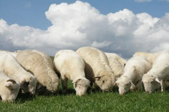 Más calidad en la leche de ovejas de pasto | EROSKI CONSUMER