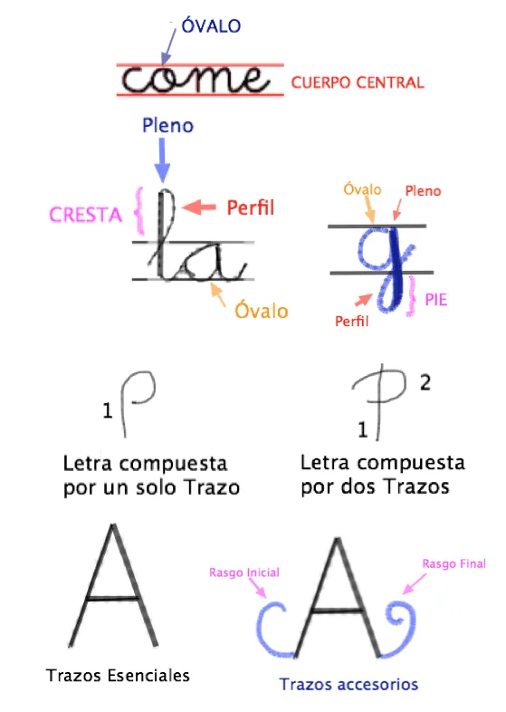 Calígrafa: 5.2. LAS PARTES DE UNA LETRA: ELEMENTOS DEL GRAFISMO.