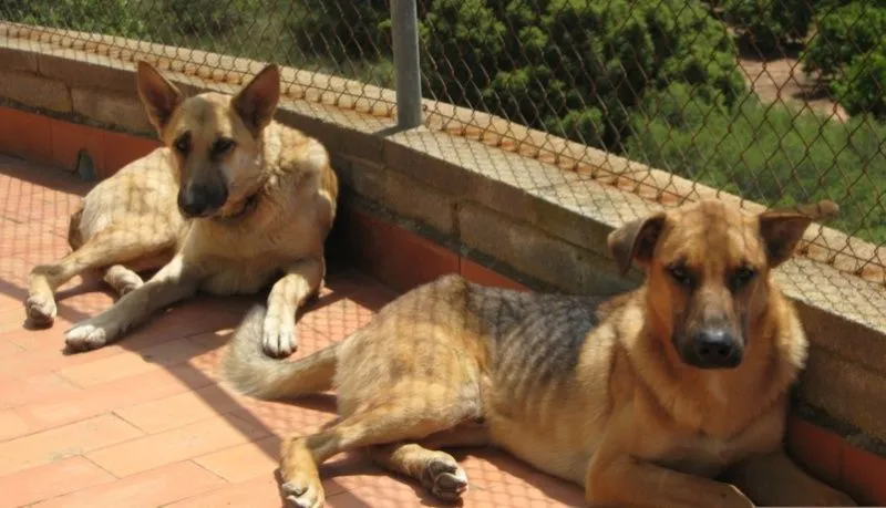 Calixto & Melibea. Pastores alemanes (macho y hembra). 8 meses y 1 ...
