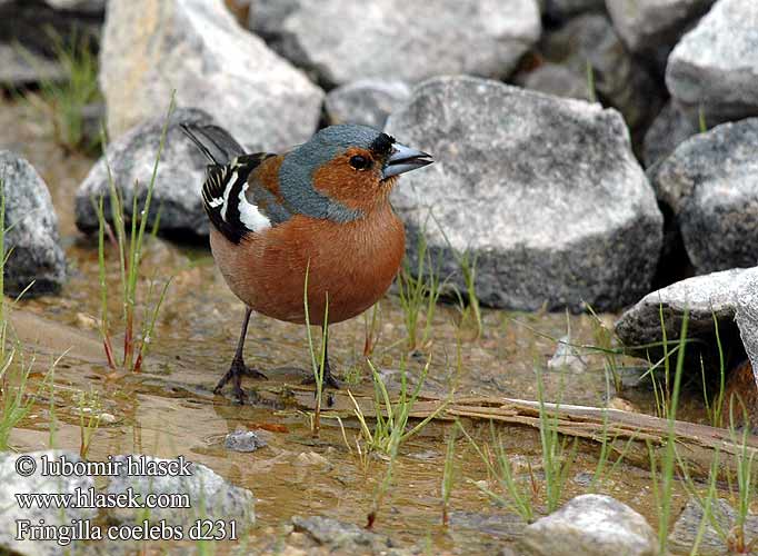 Camachuelo? Golondrina dáurica - INFOJARDIN Camachuelo? Golondrina dáurica - INFOJARDIN