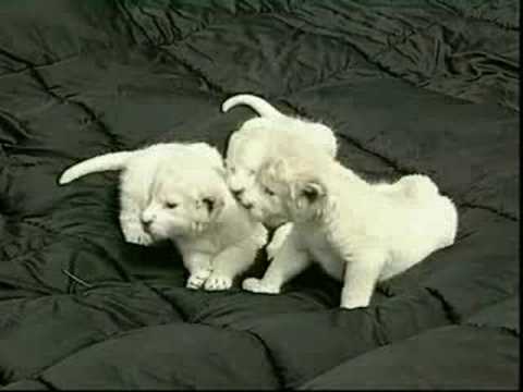 Camada de Leones Blancos (www.3olivos.es) - YouTube