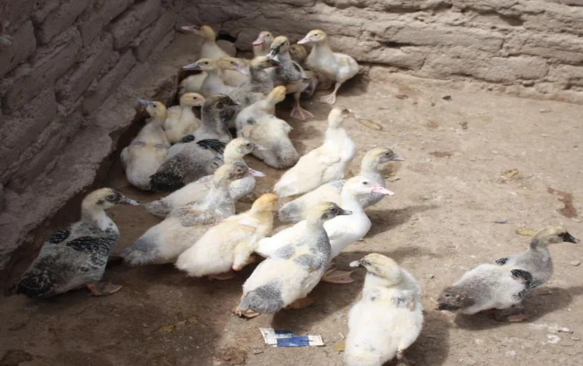 camada de patos bebes cada uno de los cincuenta internos camada de patos bebes cada uno de los cincuenta internos