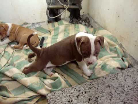 Camada Pitbull red nose - YouTube