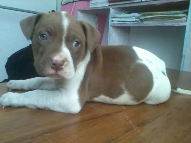 Camada pitbull stanford - Bello, Colombia - Animales / Mascotas