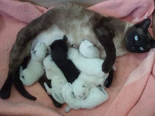 Otras dos camadas de gatitos, esta vez en Huesca y Zaragoza | En ... Otras dos camadas de gatitos, esta vez en Huesca y Zaragoza | En ...