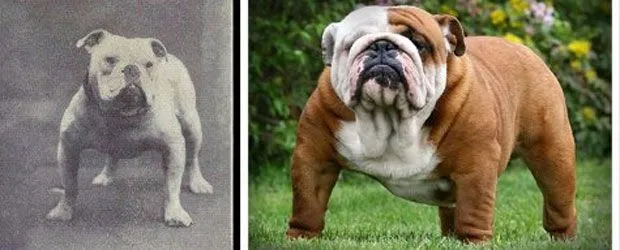 Así han cambiado algunas razas de perros en 100 años | El ...