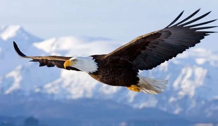 Cambio climático amenaza de extinción a la mitad las aves de ...