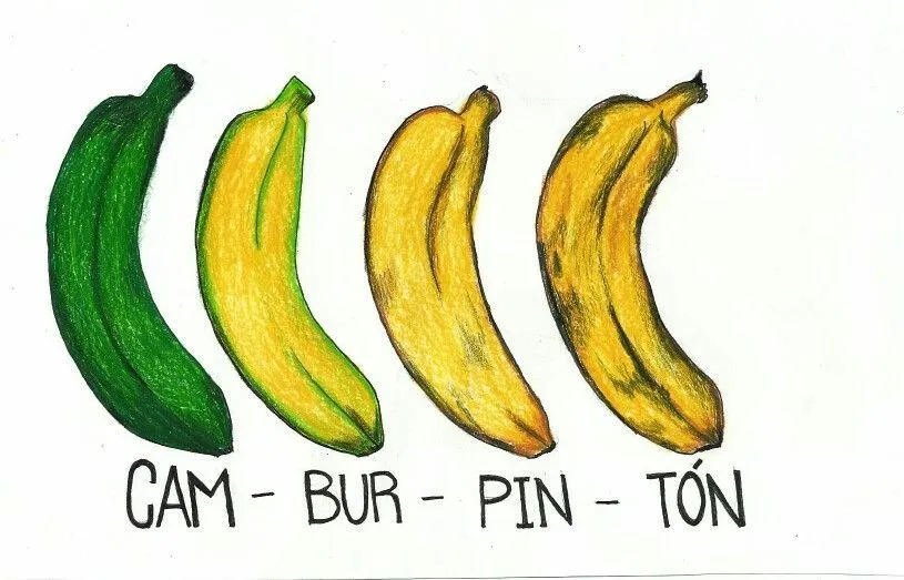 Cambur pintón #venezuela #plátano #criollo #dibujo | Banana, Venezuela, Inspire me Cambur pintón #venezuela #plátano #criollo #dibujo | Banana, Venezuela, Inspire me