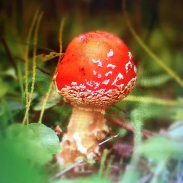 camcam ✈ — #amanitamuscaria #seta #alucinogenos #hongos...