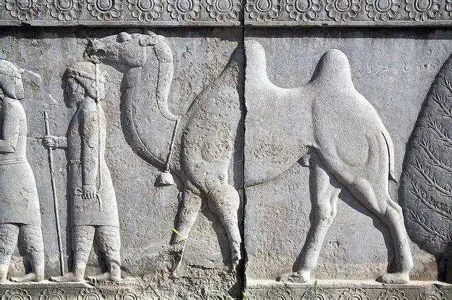 Los camellos siempre han resultado fundamentales para entender la ... Los camellos siempre han resultado fundamentales para entender la ...