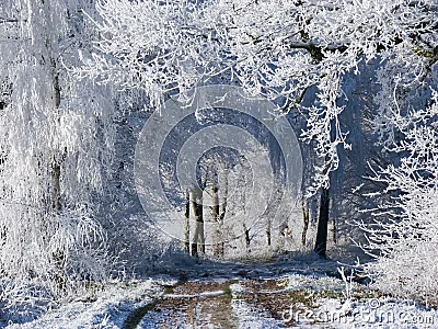  Camino con los árboles blancos