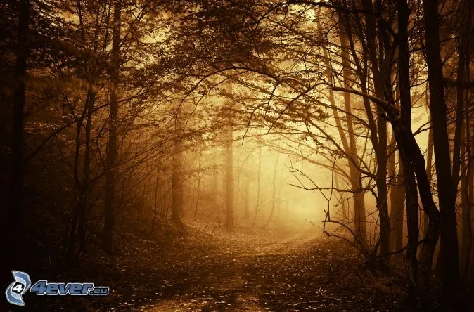 caminos-forestales,-bosque- ...