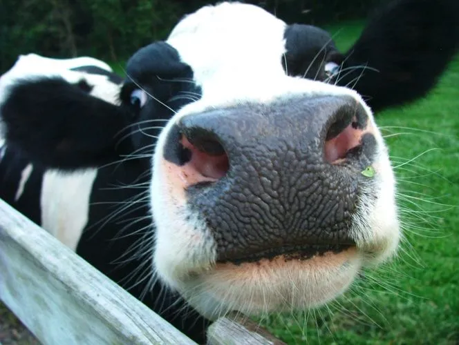 Mèxico : AMLO y las vacas políticas ...¡Qué chistosas “vacas ... Mèxico : AMLO y las vacas políticas ...¡Qué chistosas “vacas ...