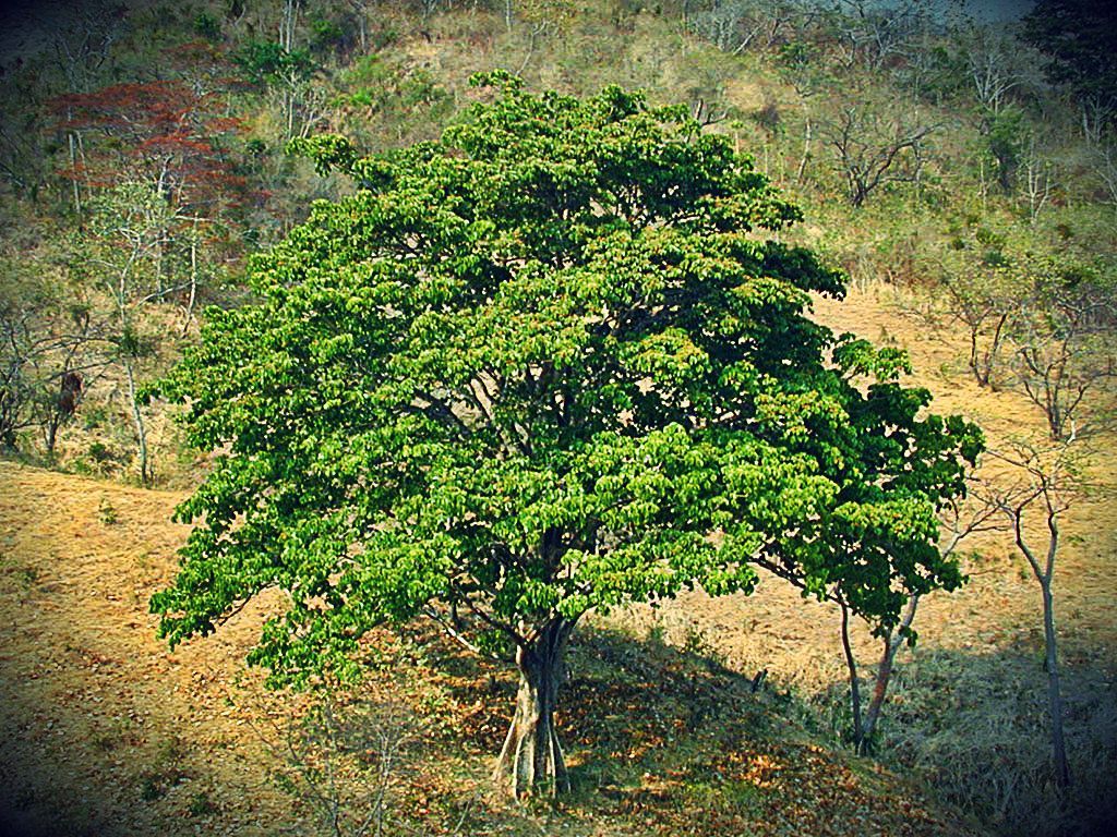 El Camoruco - Árbol emblemático del Estado Carabobo VENEZUELA | Venezuela  paisajes, Paisajes, Arbol fotos