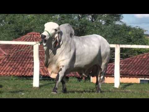 Campeonato Toro adulto.wmv - YouTube