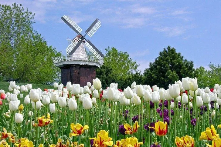 campo-de-flores-de-colores.jpg