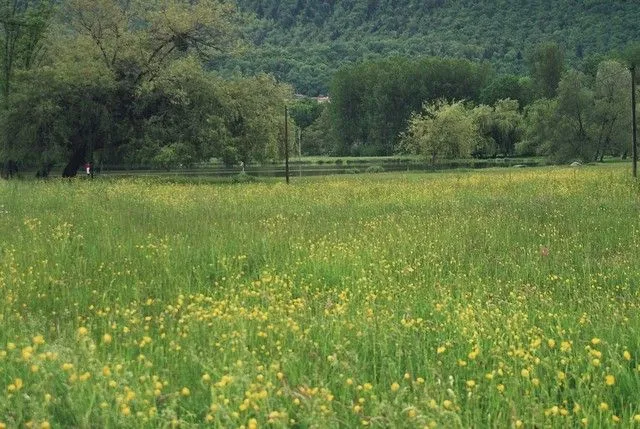 Campo de flores con el fondo del lago de Barbazan (Francia). Cambo ...