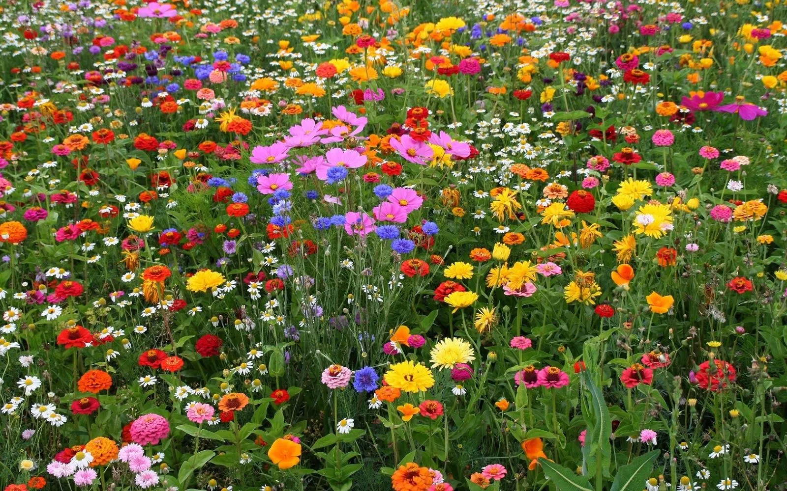 Campo de flores | Fotos Bonitas de Amor | Imágenes Bonitas de Amor Campo de flores | Fotos Bonitas de Amor | Imágenes Bonitas de Amor