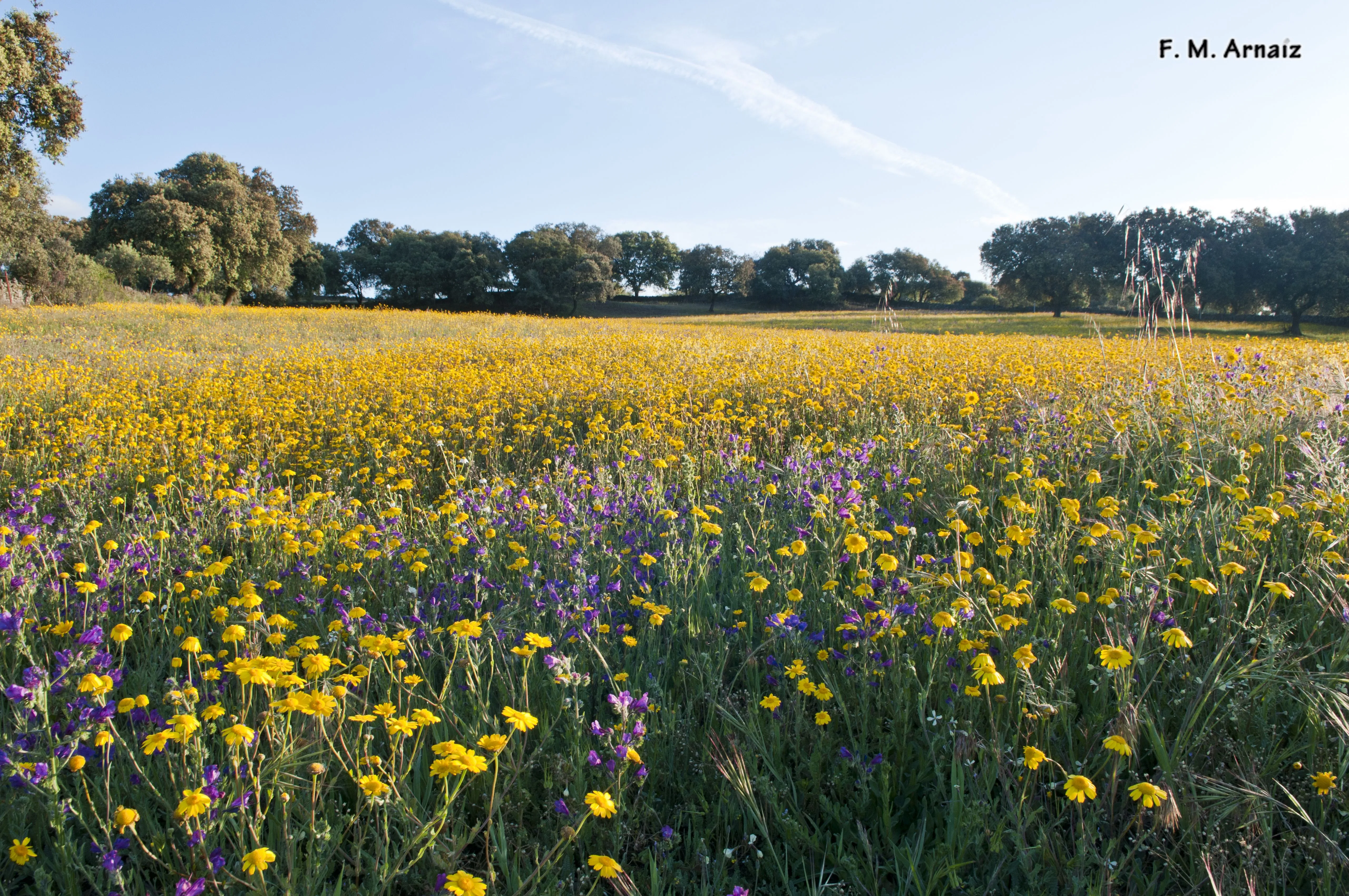 Campo de flores de primavera | elinstrumentista Campo de flores de primavera | elinstrumentista