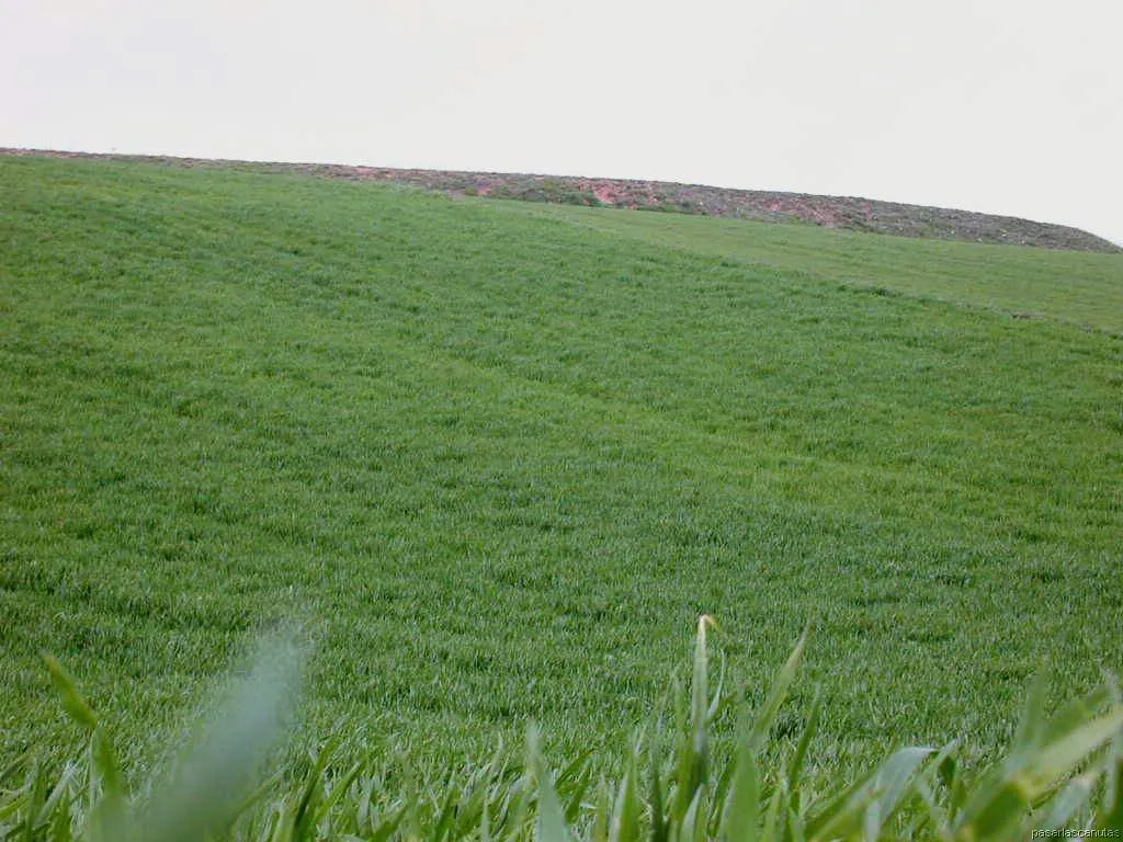 campo fotos del campo granjeros