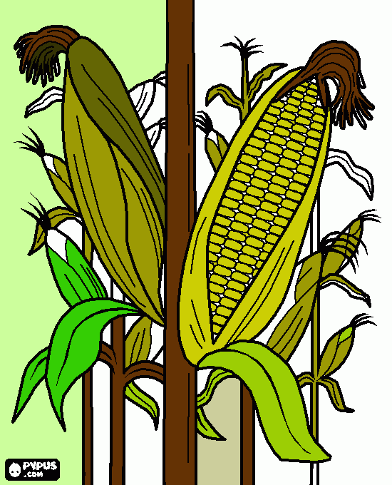 CAMPO DE MAIZ C para colorear, CAMPO DE MAIZ C para imprimir CAMPO DE MAIZ C para colorear, CAMPO DE MAIZ C para imprimir