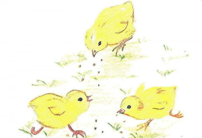 campo semantico: bird | Diccionario — TurkuLKa