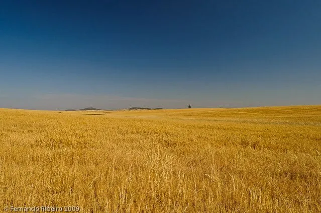 Campo de Trigo no Alentejo | Flickr - Photo Sharing! Campo de Trigo no Alentejo | Flickr - Photo Sharing!