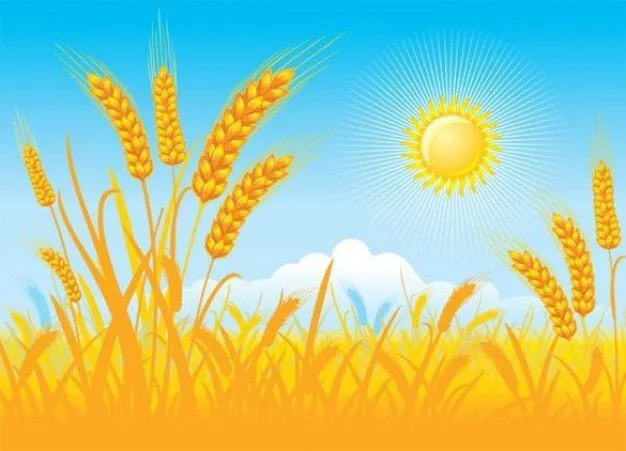 Campo de trigo vector día soleado | Descargar Vectores gratis Campo de trigo vector día soleado | Descargar Vectores gratis