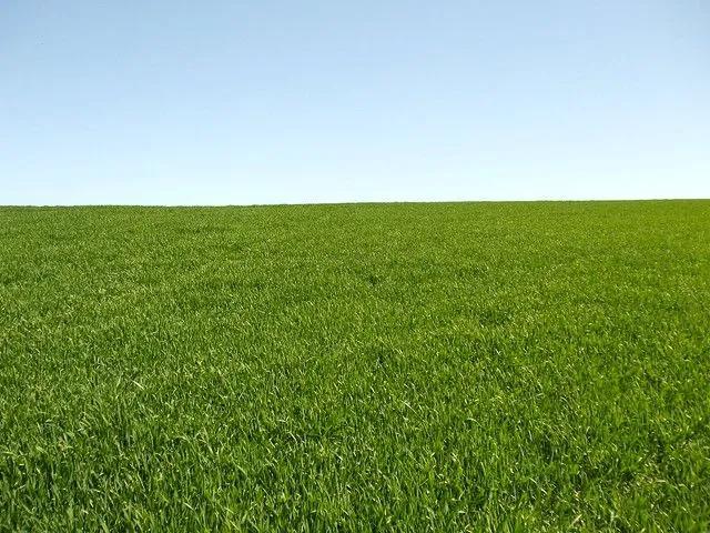 Campo de trigo verde / Fondo de Pantalla - Field of wheat or ... Campo de trigo verde / Fondo de Pantalla - Field of wheat or ...