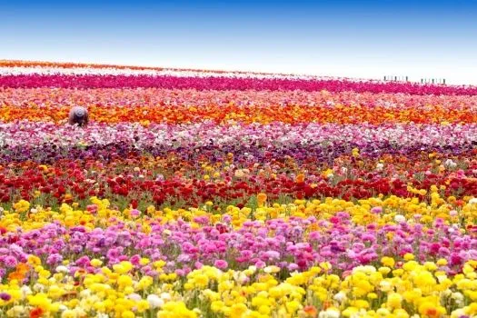 campo_de_flores_de_colores_ ...