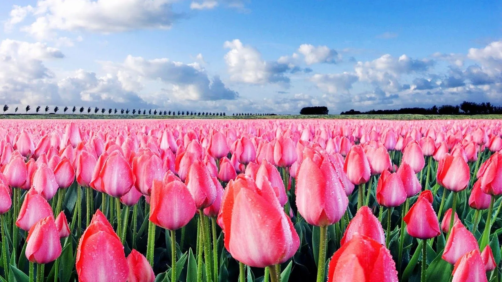 Campos de flores hermosas - Imagui