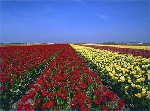 campos-de-tulipanes.jpg