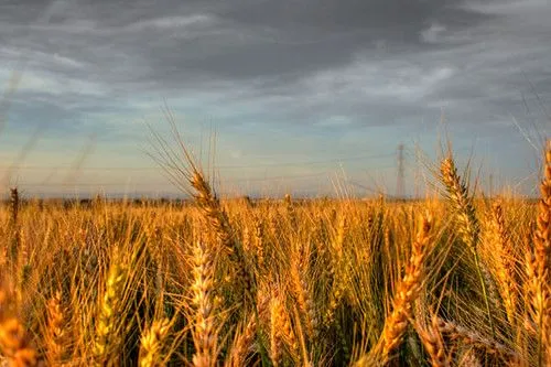 campos de trigo | Flickr - Photo Sharing!