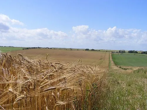 Campos de trigo en Inglaterra