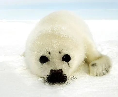 ... pocas semanas de que arranque la temporada de caza de estos animales ... pocas semanas de que arranque la temporada de caza de estos animales