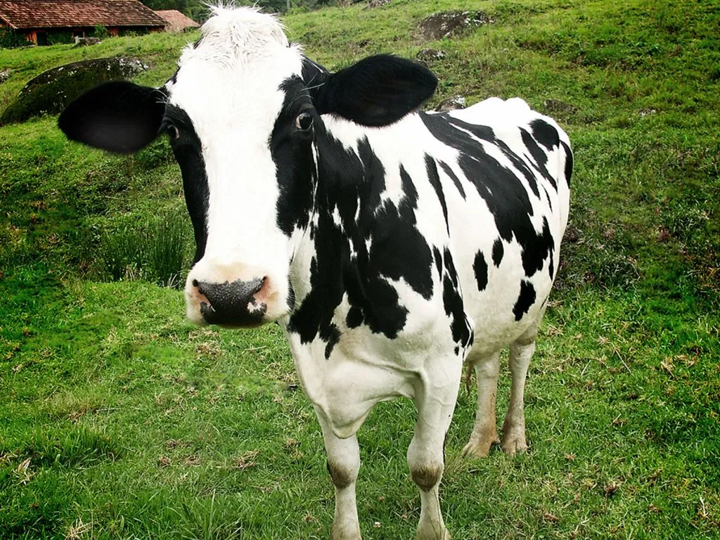 Canal Natureza: Vaca - Iguinho