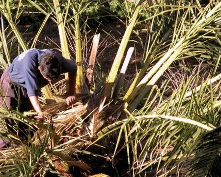 CANARIAS: MIEL DE PALMA DE LA GOMERA - CUADERNOS DE ETNOGRAFIA ... CANARIAS: MIEL DE PALMA DE LA GOMERA - CUADERNOS DE ETNOGRAFIA ...