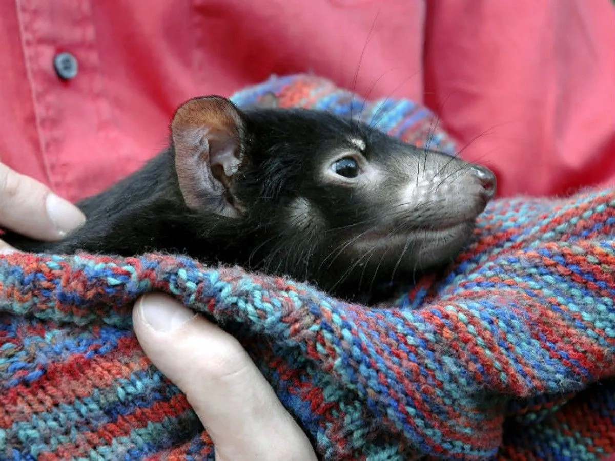 El cáncer amenaza al demonio de Tasmania | El Informador El cáncer amenaza al demonio de Tasmania | El Informador