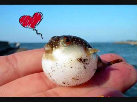 La cancion mas bonita de amor (XDDD) Pez Globo x tu amor! - YouTube