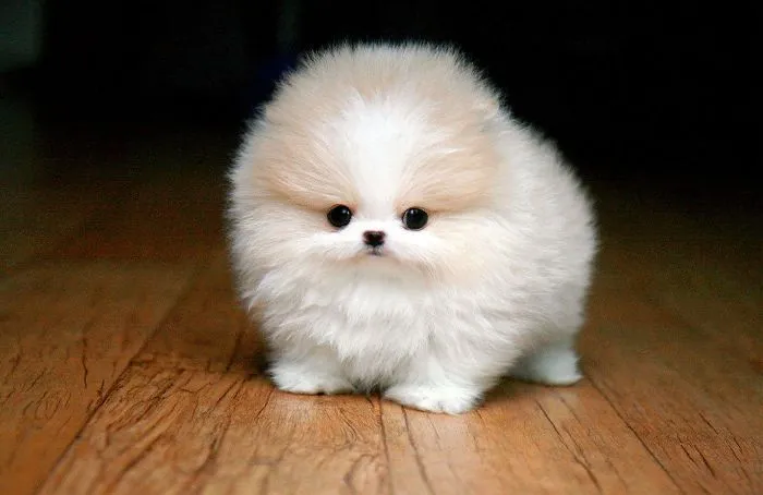 Candidatos a perrito más gracioso del mundo