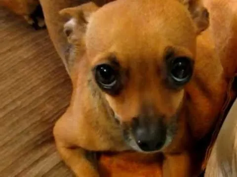 Canela con cara de gato shrek - YouTube