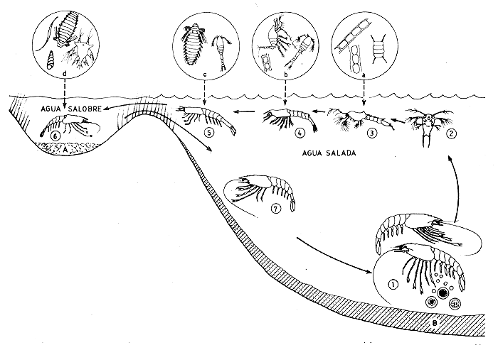 Los Animales Acuáticos- The Aquatic Animals