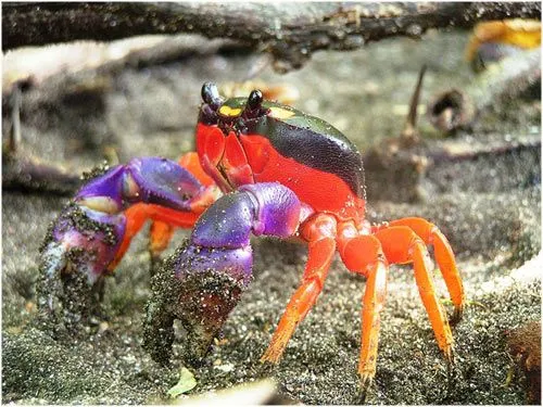 Los cangrejos más bonitos del planeta | LaReserva