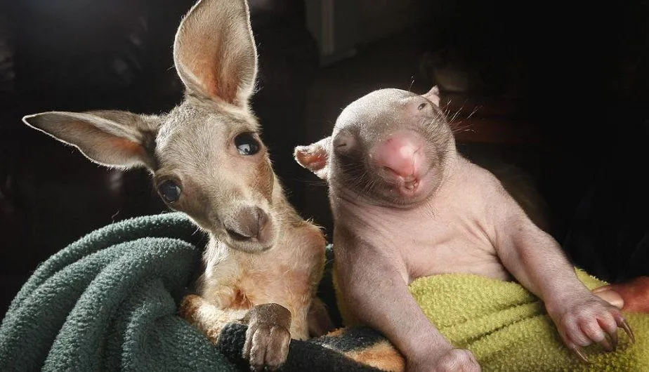 Un canguro y un wombat bebé - Taringa!
