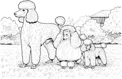 Dibujo de Caniche Común, Miniatura y Toy para colorear | Dibujos ...