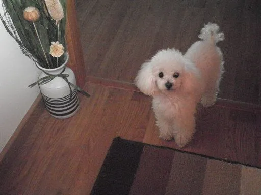 El Caniche | Cuidar de tu perro es facilisimo. El Caniche | Cuidar de tu perro es facilisimo.
