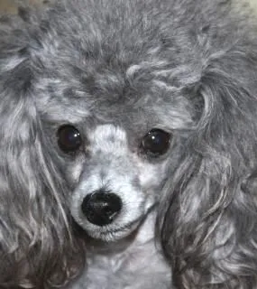 Caniche | Fotos y Vectores gratis