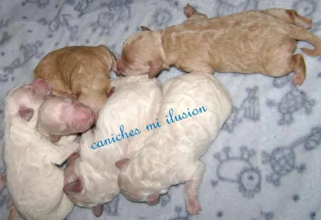 Caniche mini toy y caniche toy.. zona norte y zona oeste - Buenos ... Caniche mini toy y caniche toy.. zona norte y zona oeste - Buenos ...